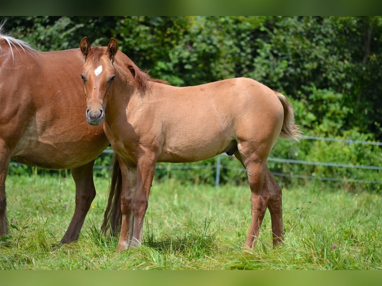 American Quarter Horse Mix Stallion Foal (05/2024) 13,2 hh Red Dun in St. Koloman