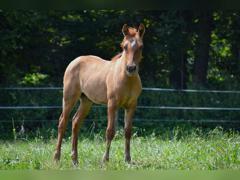 American Quarter Horse Mix Stallion Foal (05/2024) 13,2 hh Red Dun in St. Koloman