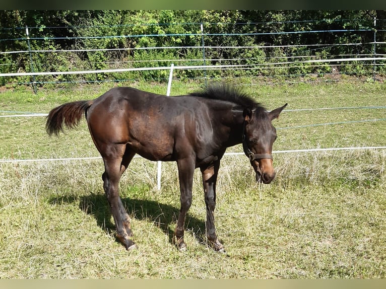 American Quarter Horse Stallion Foal (04/2024) 14,1 hh Bay-Dark in Erbendorf