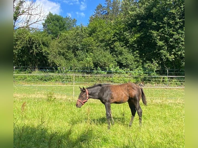 American Quarter Horse Stallion Foal (04/2024) 14,1 hh Bay-Dark in Erbendorf