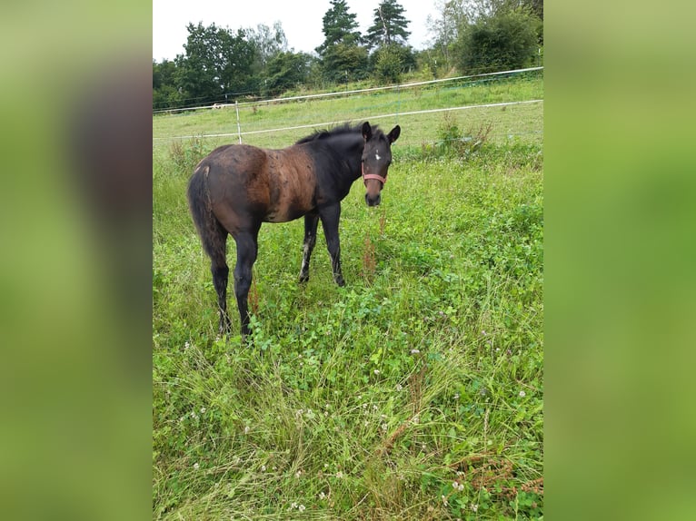 American Quarter Horse Stallion Foal (04/2024) 14,1 hh Bay-Dark in Erbendorf