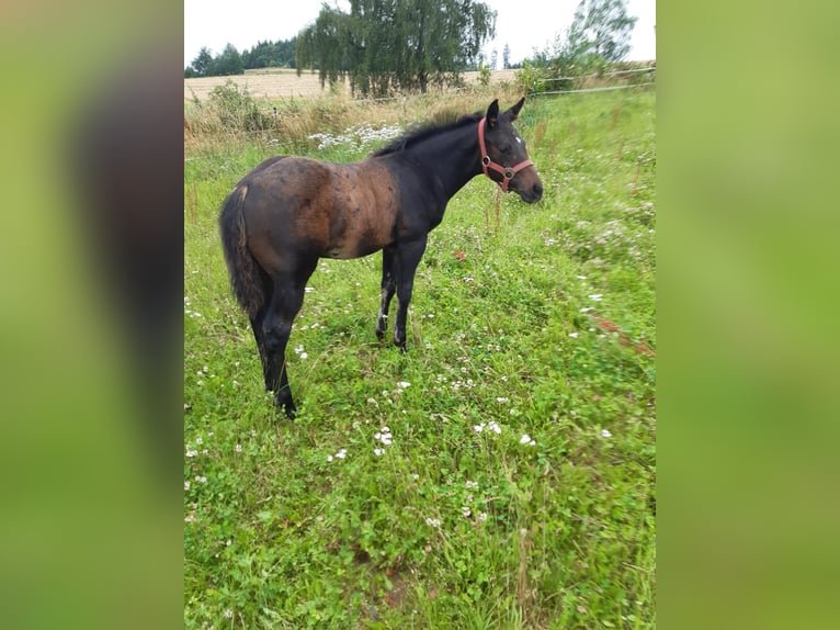 American Quarter Horse Stallion Foal (04/2024) 14,1 hh Bay-Dark in Erbendorf