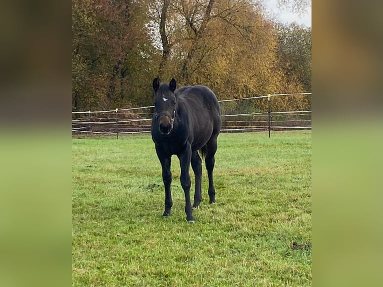 American Quarter Horse Stallion Foal (04/2024) 14,1 hh Bay-Dark in Erbendorf