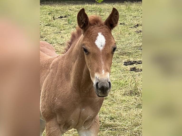 American Quarter Horse Stallion Foal (04/2026) 14.1 hh Roan-Red in Linsburg