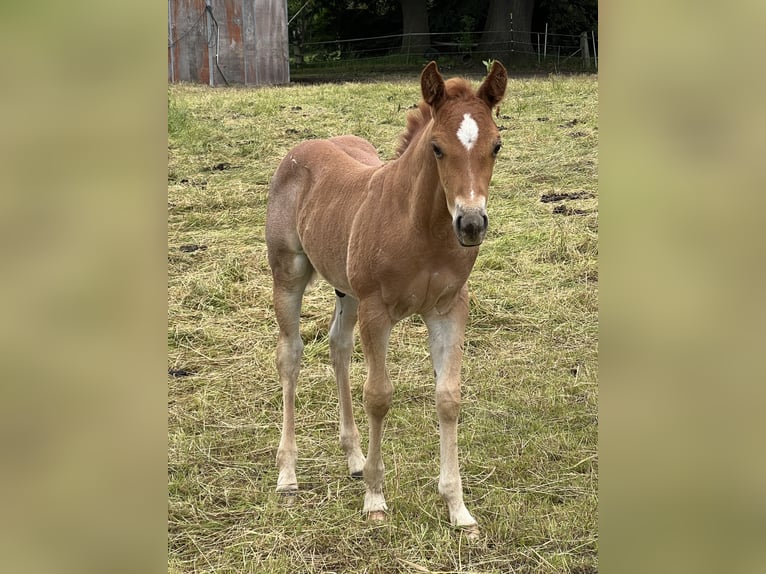 American Quarter Horse Stallion Foal (04/2026) 14.1 hh Roan-Red in Linsburg