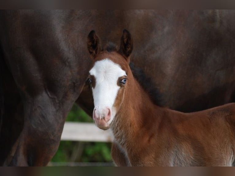 American Quarter Horse Stallion Foal (04/2026) 14.2 hh Bay-Dark in Pilsting