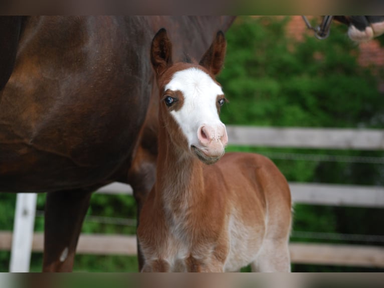 American Quarter Horse Stallion Foal (04/2026) 14.2 hh Bay-Dark in Pilsting