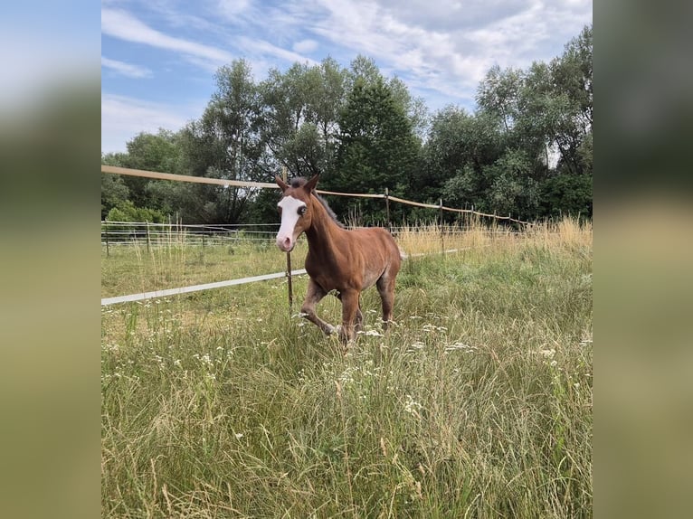 American Quarter Horse Stallion Foal (04/2026) 14.2 hh Bay-Dark in Pilsting