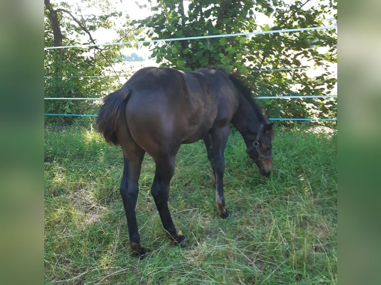 American Quarter Horse Stallion Foal (04/2024) 14,2 hh Bay-Dark in Erbendorf