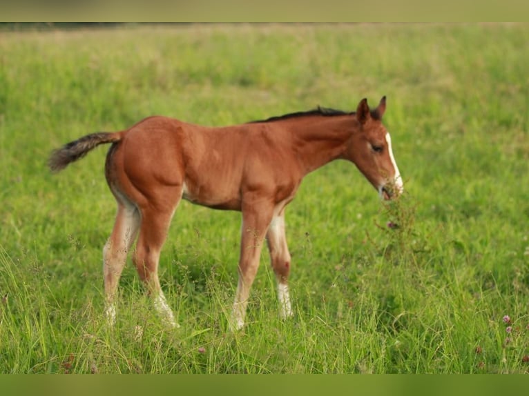 American Quarter Horse Stallion Foal (05/2024) 14,2 hh Brown in Waldshut-Tiengen