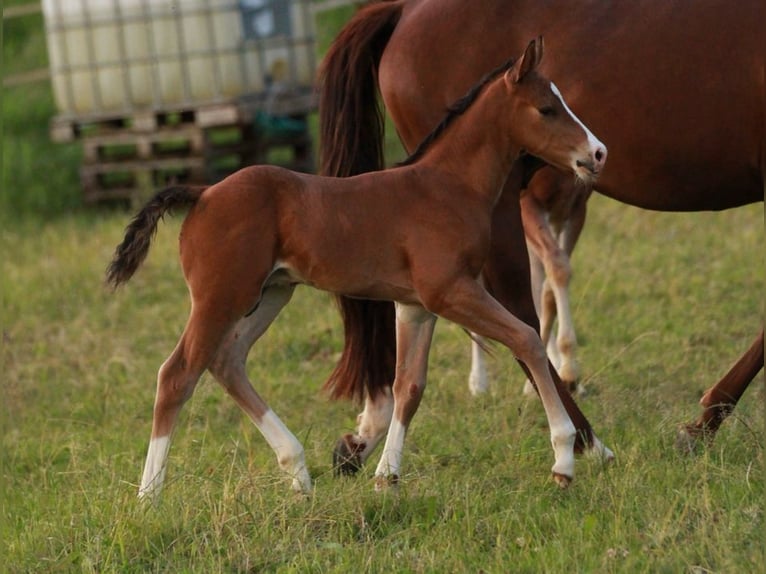 American Quarter Horse Stallion Foal (05/2024) 14,2 hh Brown in Waldshut-Tiengen