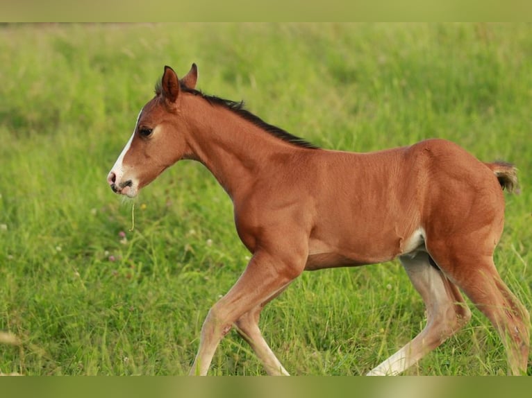 American Quarter Horse Stallion Foal (05/2024) 14,2 hh Brown in Waldshut-Tiengen