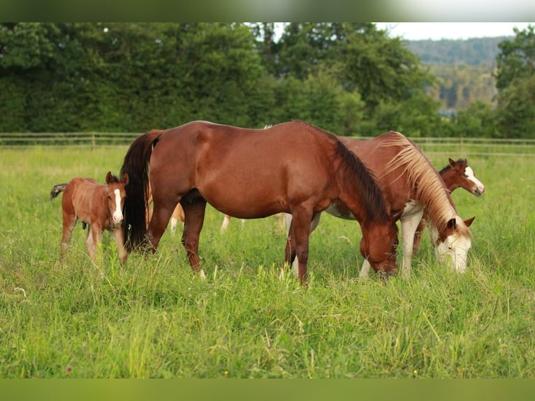 American Quarter Horse Stallion Foal (05/2024) 14,2 hh Brown in Waldshut-Tiengen