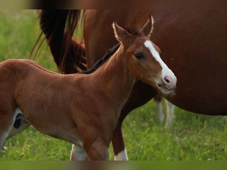 American Quarter Horse Stallion Foal (05/2024) 14,2 hh Brown in Waldshut-Tiengen