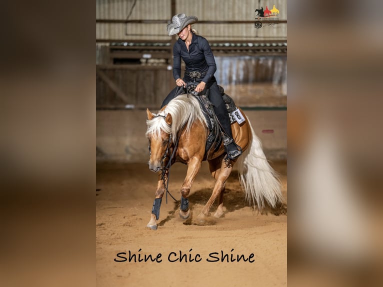 American Quarter Horse Stallion Foal (03/2026) 14.2 hh Brown in Albstadt