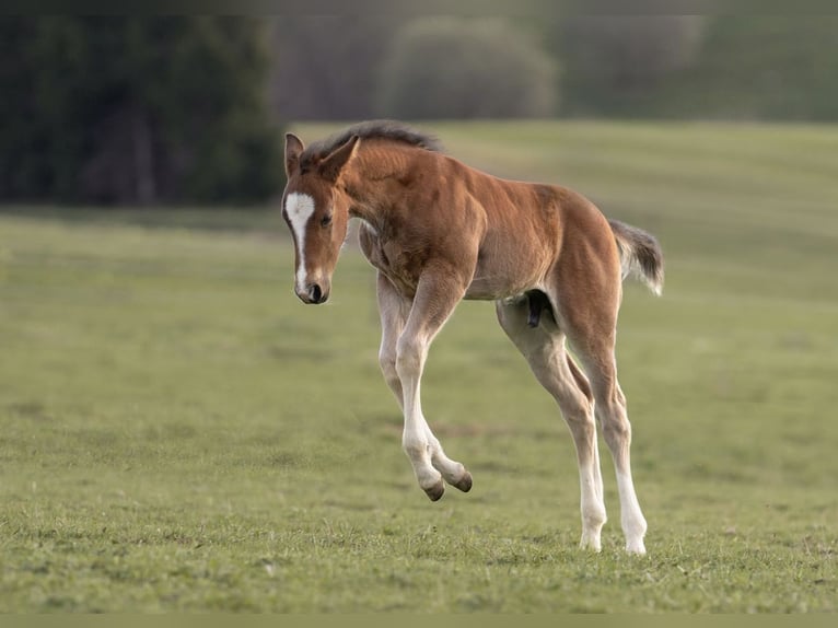 American Quarter Horse Stallion Foal (03/2026) 14.2 hh Brown in Albstadt