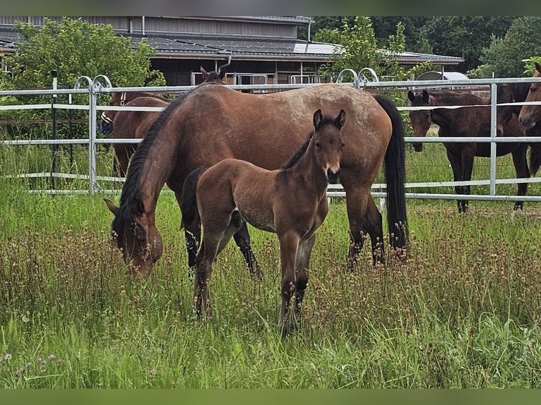 American Quarter Horse Stallion Foal (04/2024) 14,2 hh Brown in Neupotz