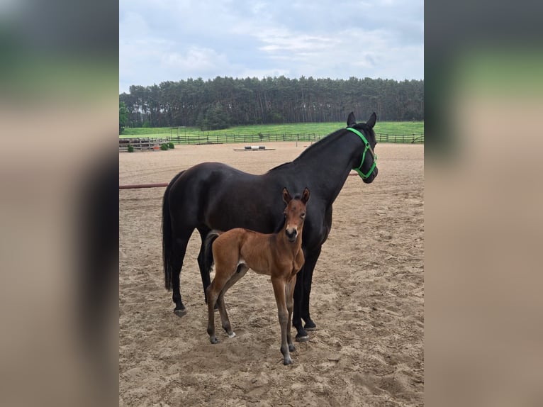 American Quarter Horse Stallion Foal (05/2026) 14.2 hh Brown in Brandenburg an der Havel