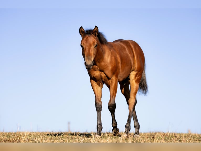 American Quarter Horse Stallion Foal (05/2026) 14.2 hh Brown in Brandenburg an der Havel