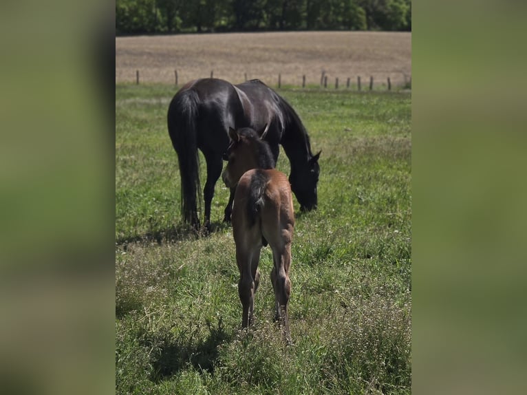American Quarter Horse Stallion Foal (05/2026) 14.2 hh Brown in Brandenburg an der Havel