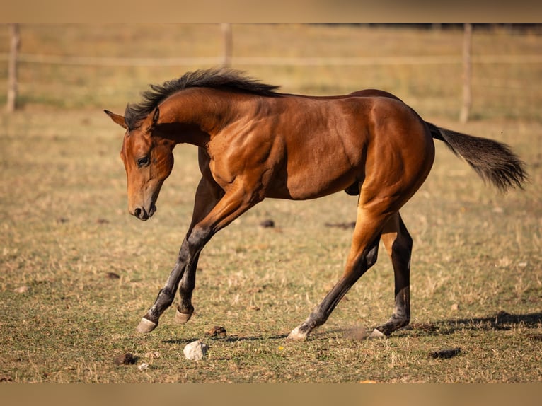 American Quarter Horse Stallion Foal (05/2026) 14.2 hh Brown in Brandenburg an der Havel