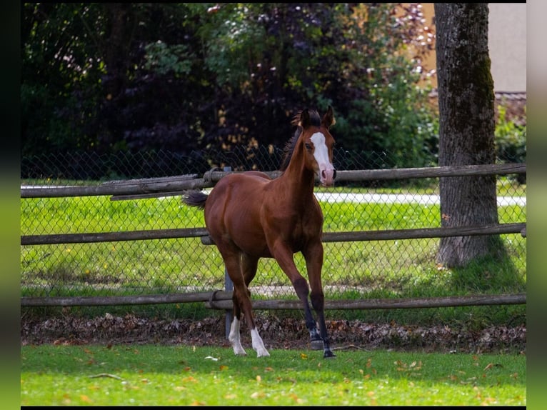 American Quarter Horse Stallion Foal (04/2026) 14.2 hh Brown in Hirschau