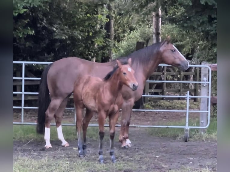 American Quarter Horse Stallion Foal (02/2024) 14,2 hh Brown in Düsseldorf