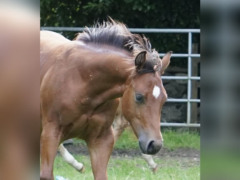 American Quarter Horse Stallion Foal (02/2024) 14,2 hh Brown in Düsseldorf