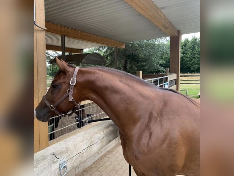 American Quarter Horse Stallion Foal (02/2024) 14,2 hh Brown in Düsseldorf