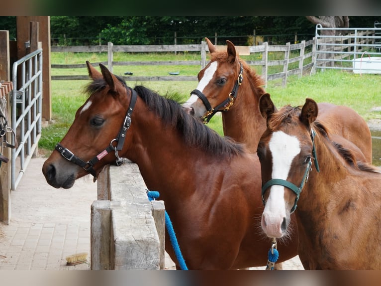 American Quarter Horse Stallion Foal (02/2024) 14,2 hh Brown in Düsseldorf