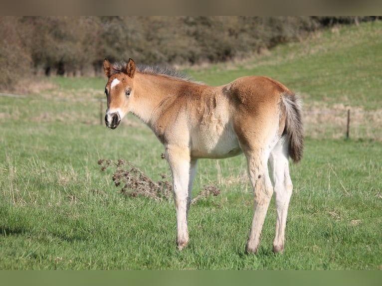 American Quarter Horse Stallion Foal (02/2024) 14,2 hh Brown in Haigerloch
