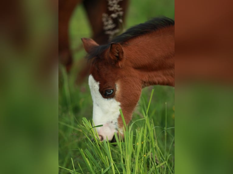 American Quarter Horse Stallion Foal (03/2024) 14,2 hh Brown in Waldshut-Tiengen