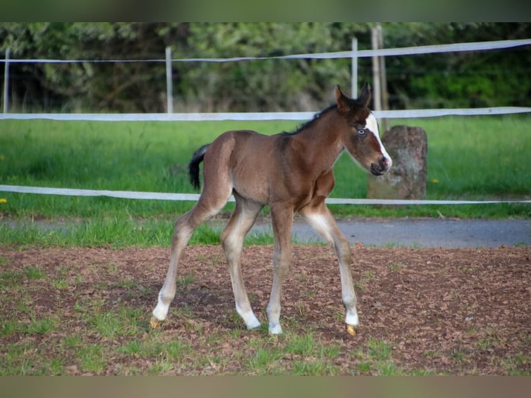 American Quarter Horse Stallion Foal (04/2026) 14.2 hh Brown in Breitenbach