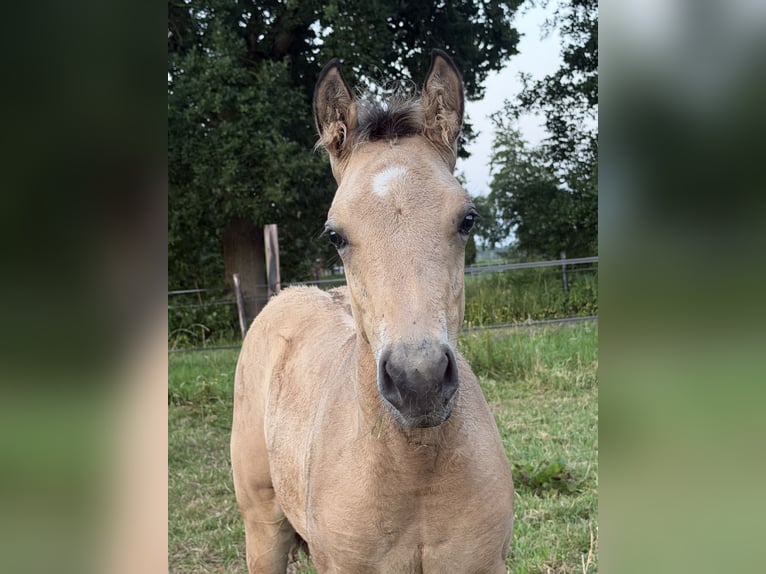 American Quarter Horse Stallion Foal (04/2026) 14.2 hh Buckskin in Midwolde