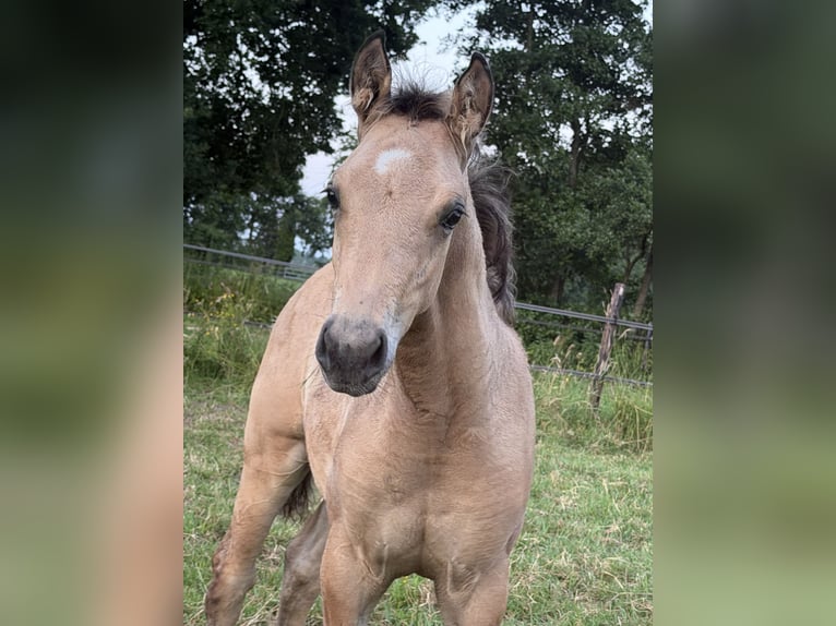 American Quarter Horse Stallion Foal (04/2026) 14.2 hh Buckskin in Midwolde