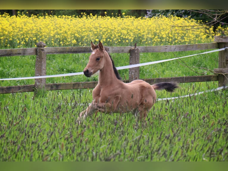 American Quarter Horse Stallion Foal (04/2024) 14,2 hh Buckskin in Melle
