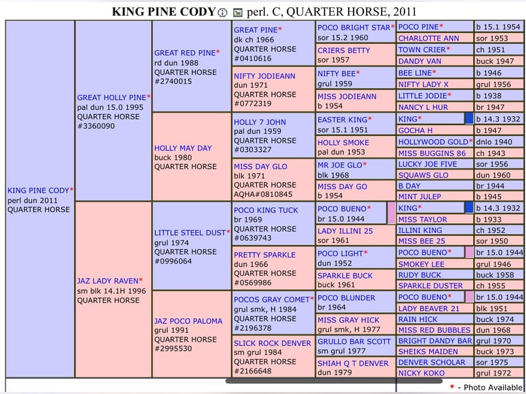 American Quarter Horse Stallion  14,2 hh Buckskin in Melle