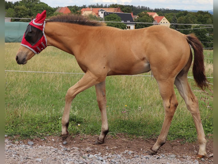 buckskin quarter horse foal