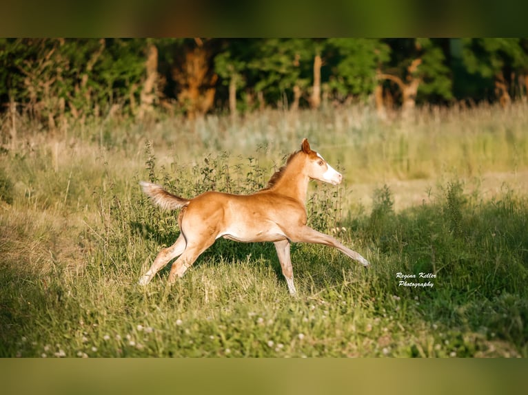 American Quarter Horse Stallion Foal (04/2024) 14,2 hh Champagne in GreußenheimGreußenheim