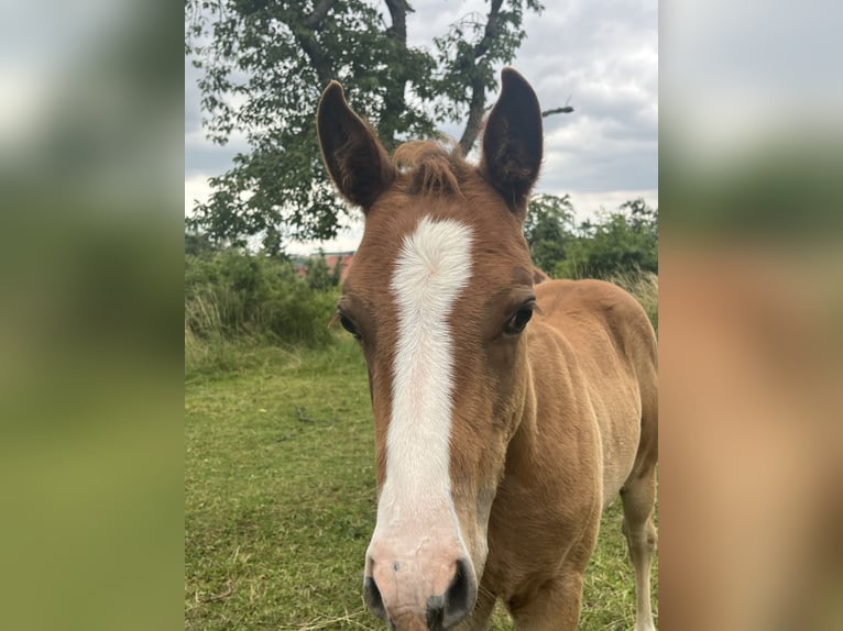 American Quarter Horse Stallion Foal (06/2024) 14,2 hh Chestnut-Red in Mellingen