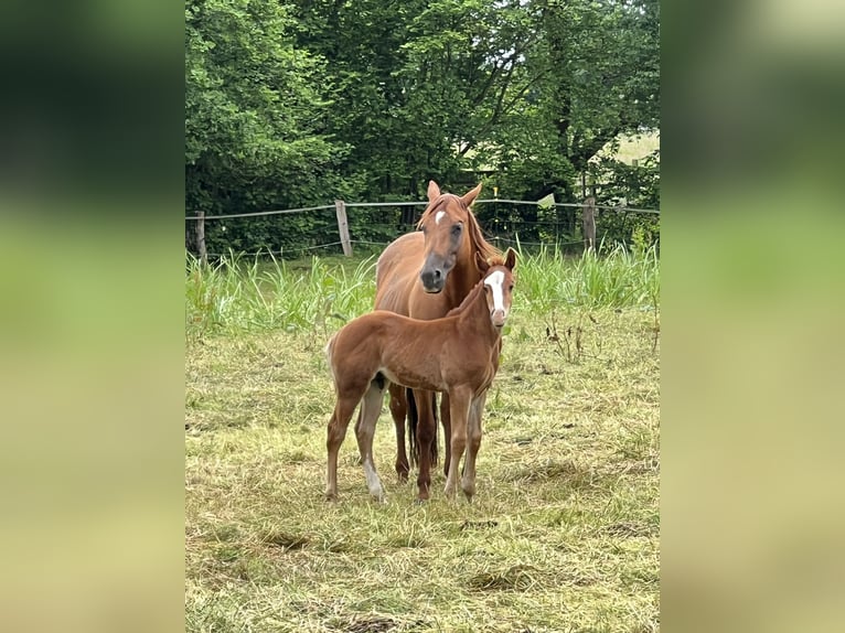 American Quarter Horse Stallion Foal (04/2026) 14.2 hh Chestnut-Red in Linsburg
