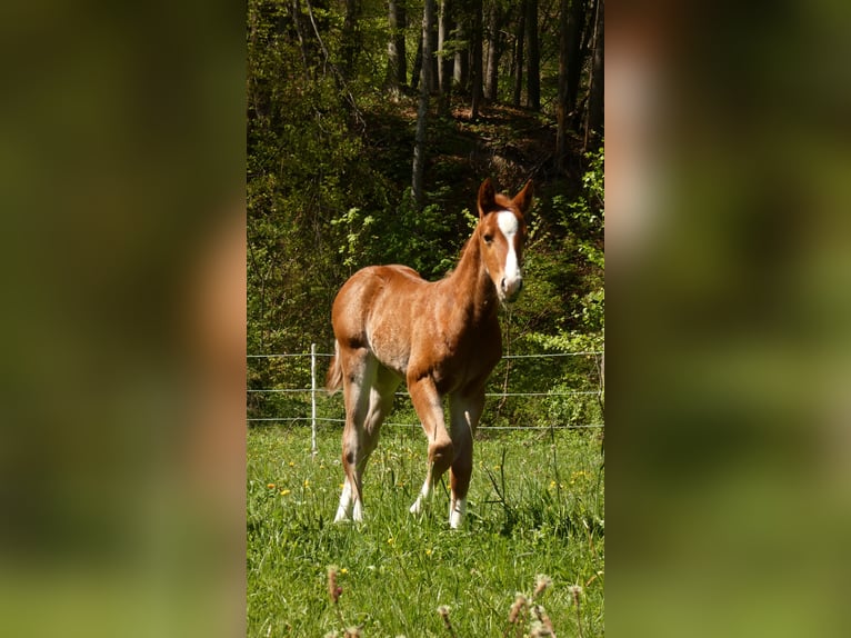 American Quarter Horse Stallion Foal (01/2024) 14,2 hh Chestnut-Red in Bad Kohlgrub