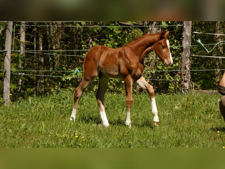 American Quarter Horse Stallion Foal (01/2024) 14,2 hh Chestnut-Red in Bad Kohlgrub