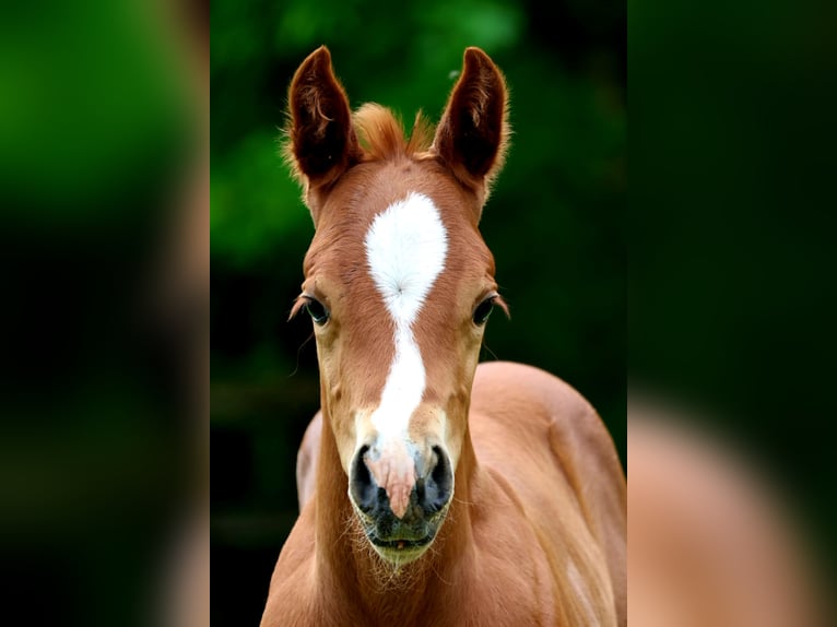 American Quarter Horse Stallion Foal (04/2026) 14.2 hh Chestnut-Red in Berschweiler