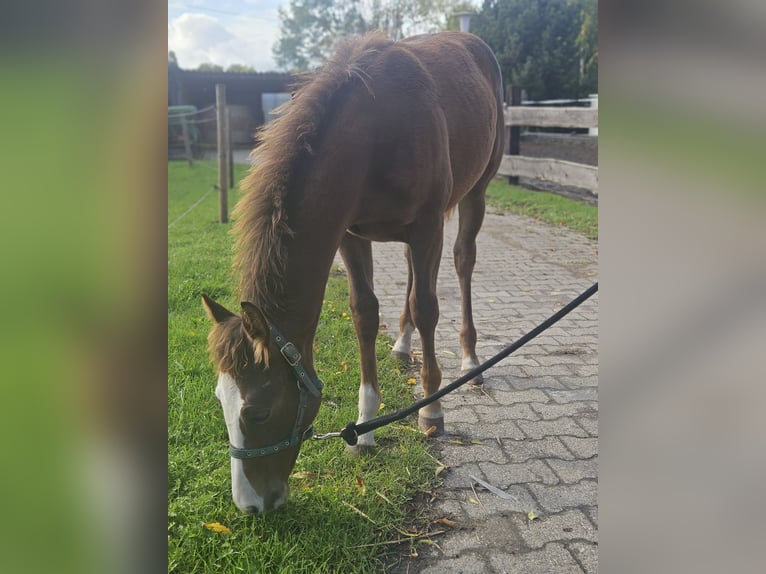 American Quarter Horse Stallion Foal (05/2026) 14.2 hh Chestnut-Red in Bergkamen