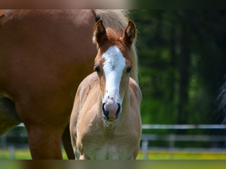 American Quarter Horse Mix Stallion Foal (04/2024) 14,2 hh Chestnut-Red in Thalgau