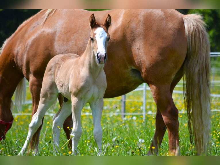 American Quarter Horse Mix Stallion Foal (04/2024) 14,2 hh Chestnut-Red in Thalgau