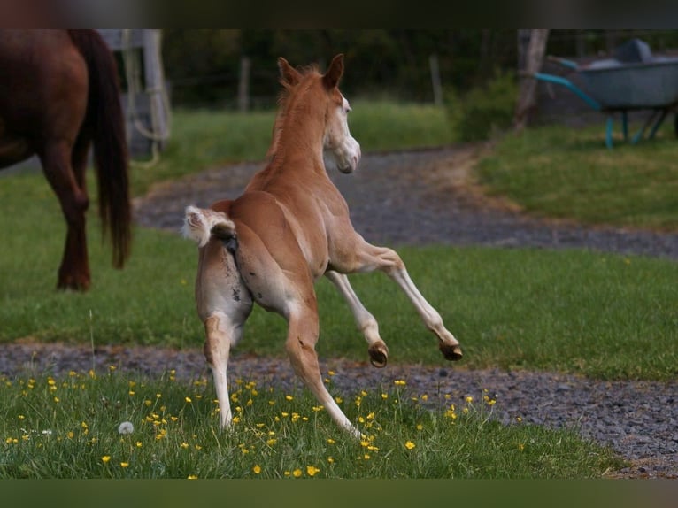 American Quarter Horse Stallion Foal (04/2024) 14,2 hh Chestnut-Red in Steinsberg