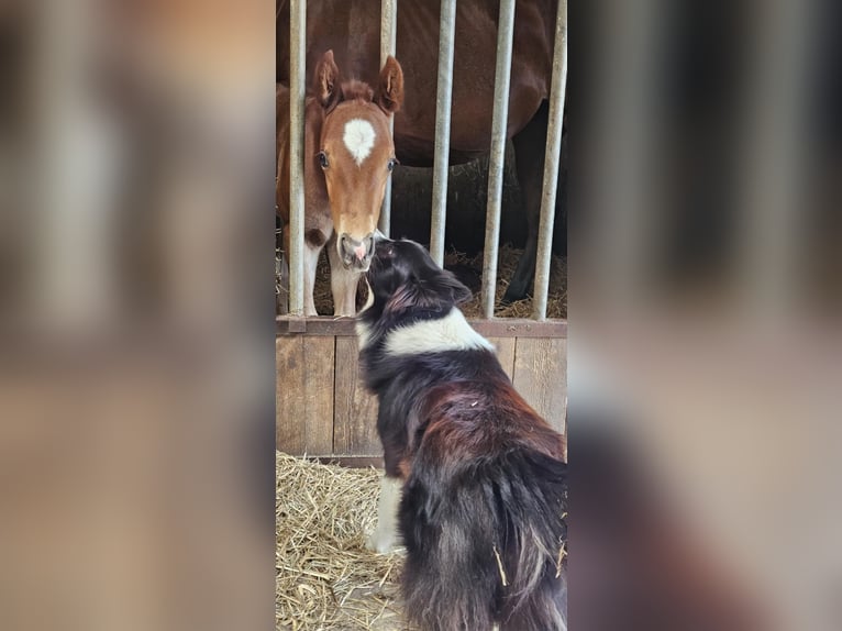 American Quarter Horse Stallion Foal (05/2025) 14,2 hh Chestnut in Bocholt