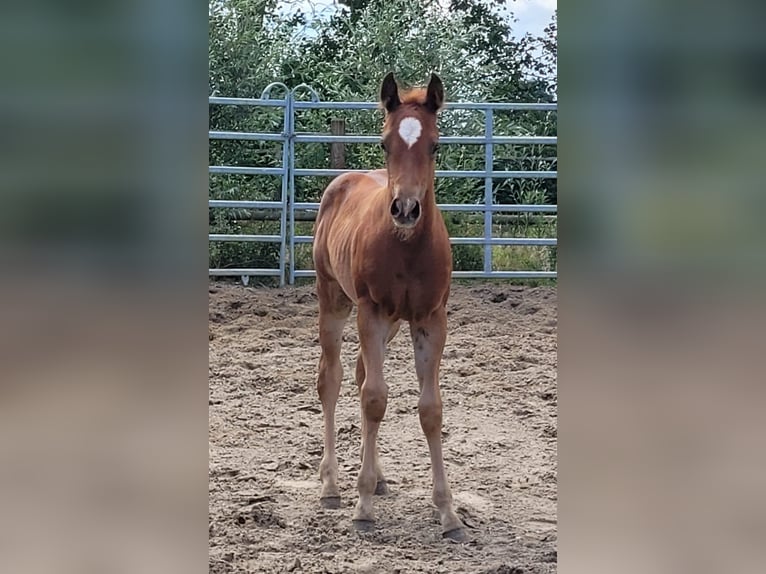 American Quarter Horse Stallion Foal (05/2025) 14,2 hh Chestnut in Bocholt